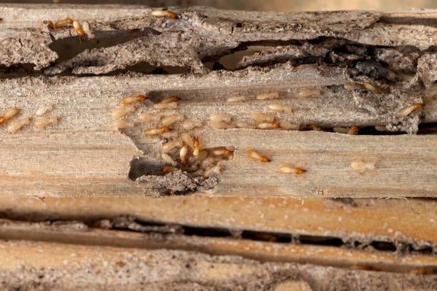 Best Best Pest Control Companies  in Bozeman, MT